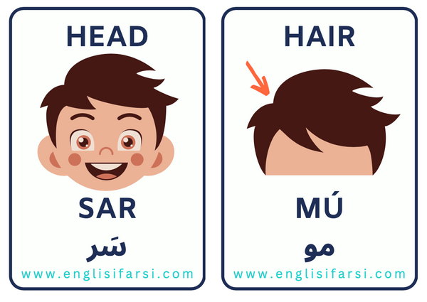 Persian Body Parts flash card
