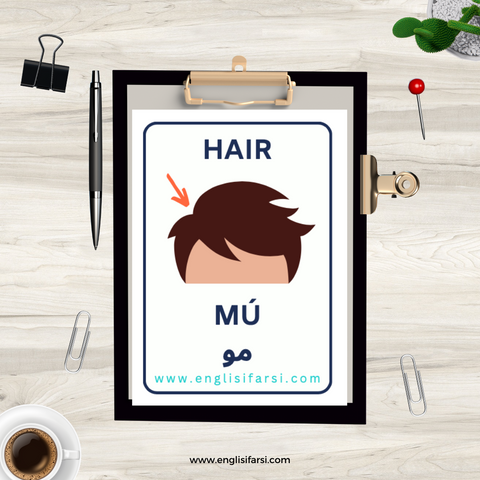 Persian hair body parts flash card